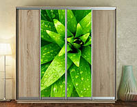 Наклейка для шкафа-купе 220 х 60 см на 2 двери зеленый куст (БП_а_fl10698)