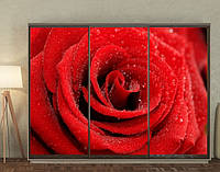 Наклейка для шкафа-купе 220 х 102 см на 3 двери роза с каплями (БП_в_fl10811)