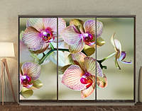Наклейка для шкафа-купе 220 х 102 см на 3 двери ветка орхидеи (БП_в_fl11012)