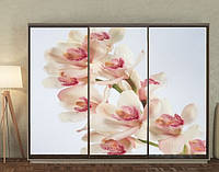 Наклейка для шкафа-купе 220 х 102 см на 3 двери ветка орхидеи (БП_в_fl11768)
