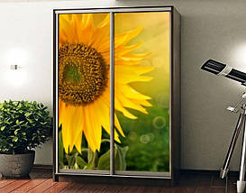 Наклейка на шафу-купе 220 х 60 см на 2  двері соняшник (БП_а_fl11958), фото 2
