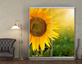 Наклейка на шафу-купе 220 х 60 см на 2  двері соняшник (БП_а_fl11958), фото 3