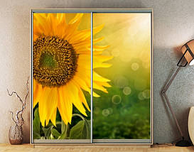 Наклейка на шафу-купе 220 х 60 см на 2  двері соняшник (БП_а_fl11958), фото 4