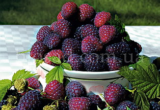 Малина фіолетова Глен Ко (Glen Coe), безшипна, ремонтантна