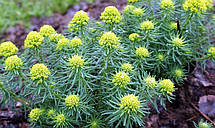 Молочай кипарисовий (Еуфорбія кипарисова), саджанець, фото 4