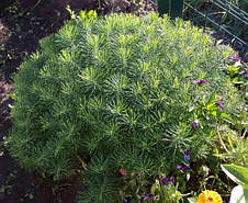 Молочай кипарисовий (Еуфорбія кипарисова), саджанець, фото 3