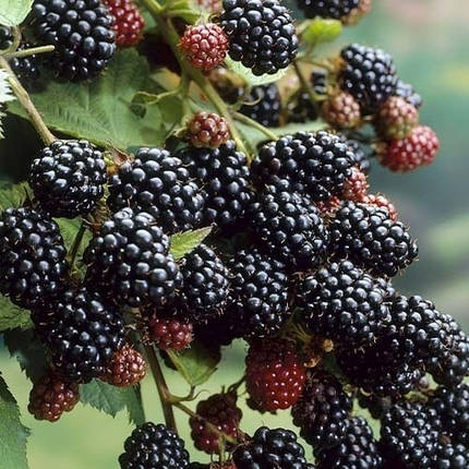 Саджанці ожини Black Satin (Блек Сатин), конт. 3 л, фото 1