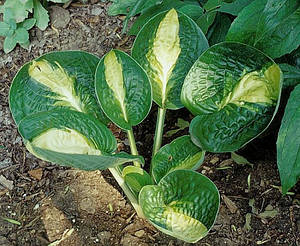 Хоста "Warwick Comet" (L Jones 99)