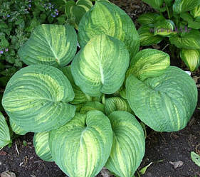 Хоста Sally's and Bob