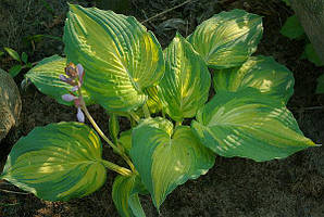 Хоста "The Queen" (Schwarz) (сажільники)