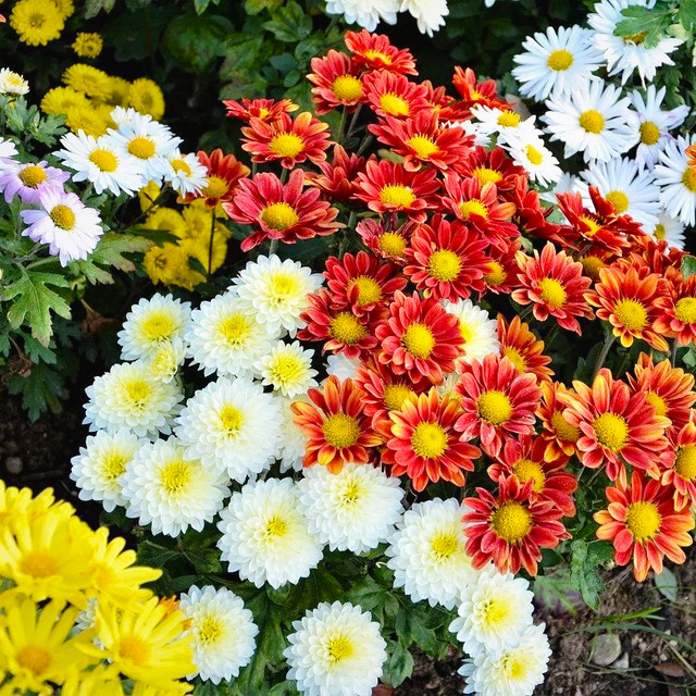 Семена многолетних цветов купить напрямую из питомника. Доставка почтой ...