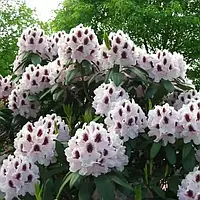 Рододендрон гибридный 'Кальсап' 2,5 лет Rhododendron hybrida 'Calsap'