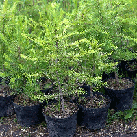 Модрина Європейська дворічка / Саджанці сосни / Larix decidua