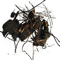 Клопогон кистевидный (цимицифуга ветвистая) корень 500г