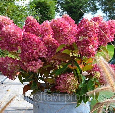 Саженці гортензії волотистої Ред Лайт "Hydrangea pan. Red Light" в конт. 12л, фото 2