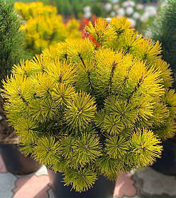 Сосна гірська Вінтер Голд (саджанці 2роки С1.5л )