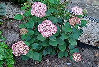 Гортензія деревовидна Пінк Аннабель 2/ Hydrangea arboréscens `NCHA2` Pink Annabelle®2, С1.5