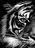 Картина за номерами "Тигр". Розмір картини 40*50 см.