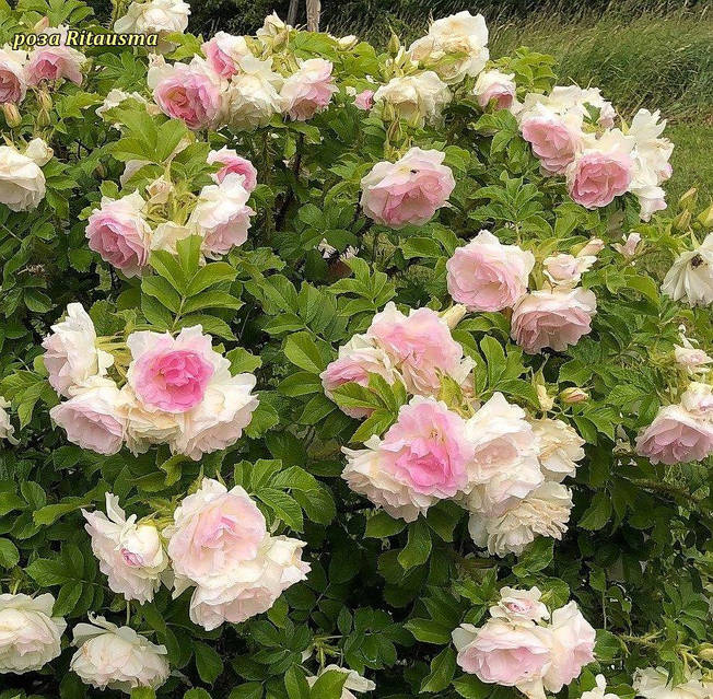 Роза Роза чайно-гибридная Pink O′Hara (Пинк О,Хара): продажа