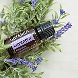 Ефірна олія doTerra Лаванда, Lavender 15 мл, фото 4