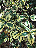 Елеагнус "Gilt Edge".
Elaeagnus ebbingei "GILT EDGE"., фото 6