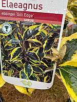 Елеагнус "Gilt Edge".
Elaeagnus ebbingei "GILT EDGE".