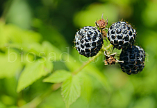 Малина чорна Блек Джевел (Black Jewel), найсмачніший сорт, фото 3