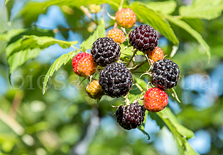 Малина чорна Брістоль (Bristol), ремонтантна