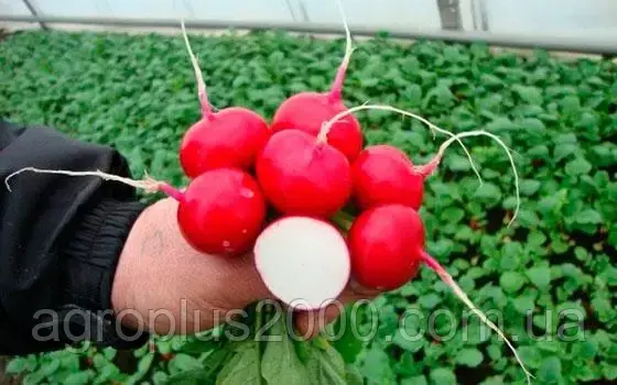 Насіння Редис Сакса 100 грамів PNOS
