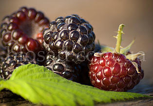 Малина чорна Літач (Litach), ранній сорт