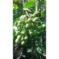 Грецкий орех Кочерженко (Привитый) трьохлітній