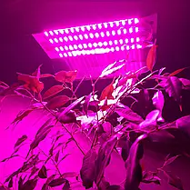 LED світильник для рослин LT 60W повного спектру phyto-insert-60w, фото 3