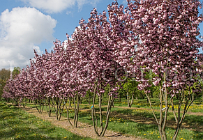Сакура Роял Бургунді (Royal Burgundy), фото 5