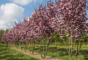 Сакура Роял Бургунді (Royal Burgundy), фото 3