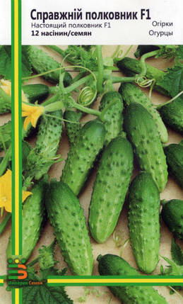Насіння огірка Справжній полковник F1 12 шт, Імперія насіння, фото 1