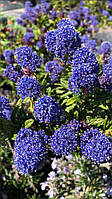 Цеанотус  "Concha".
Ceanothus "Concha".