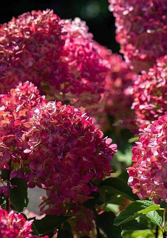 Гортензія Ред Лайт 3-х річний,  "Hydrangea pan. Red Light", фото 2