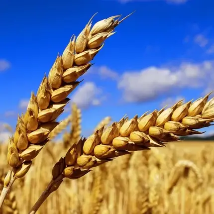 Озима пшениця Астарта (1я репродукція) мішок 50 кг, насіння озимої пшениці, фото 1
