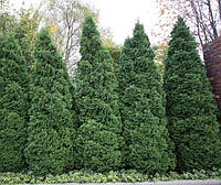 Туя західна Holmstrup 2 річна, Туя западная Хольмструп, Thuja occidentalis Holmstrup