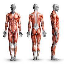 Стійки під штангу регульовані WCG RG-200, фото 2