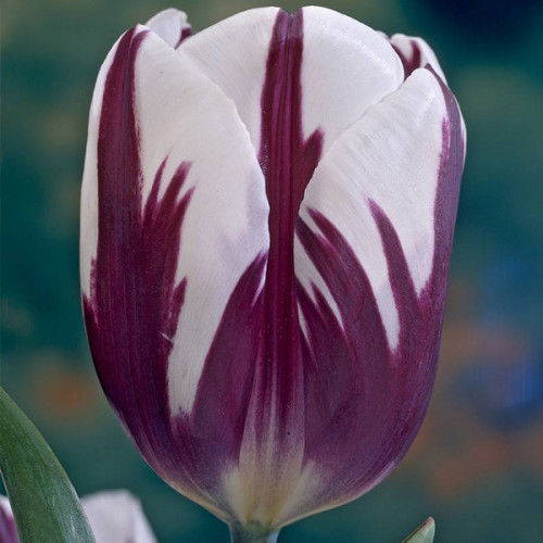 Тюльпан Rem's Favourite тріумф цибулина (1 шт.)