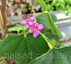 Церцис китайський Евондейл / С7,5 / h 80-100 / Cercis Avondale, фото 4