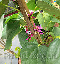 Церцис китайський Евондейл / С7,5 / h 80-100 / Cercis Avondale, фото 3