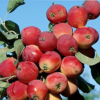 Саженцы яблони «Райское яблочко»
