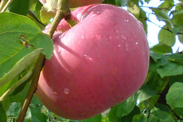Продаж яблук Ерлі Женева