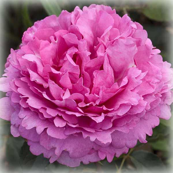 Троянда чайно-гібридна Ів Пьяже (Yves Piaget), фото 1