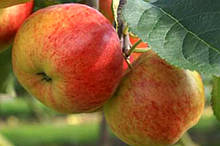 Яблуко Рубинола продам