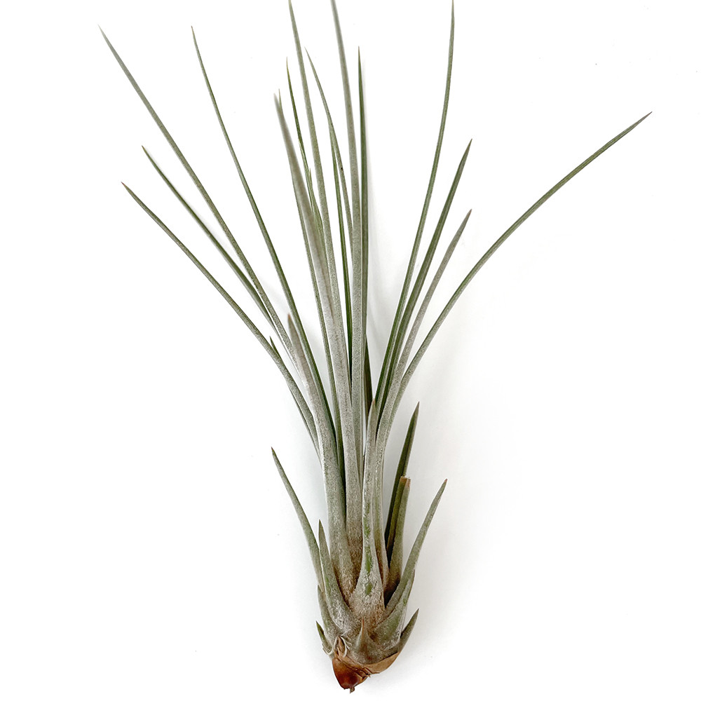 Тіландсія атмосферна Ситниковая (Tillandsia Juncea) розмір M