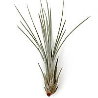 Тилландсия атмосферная Ситниковая (Tillandsia Juncea) размер M