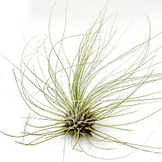 Тіландсія атмосферна Фуксі Аргентея (Tillandsia Fuchsii Argentea)